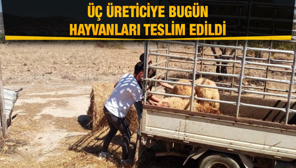 “Küçükbaş Hayvancılığın Yaygınlaştırılması Projesi” kapsamında 3 üreticiye hayvanları teslim edildi