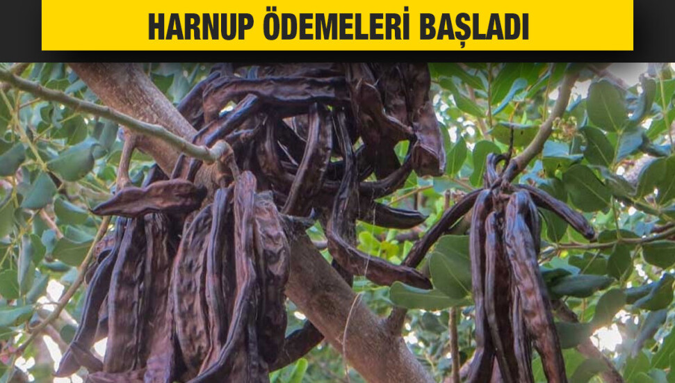 Harnup ödemeleri başladı