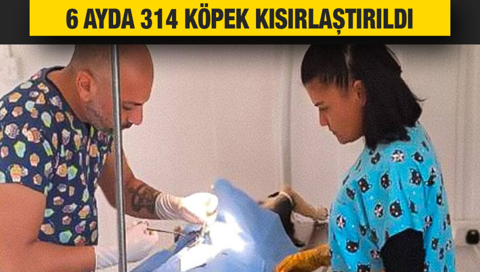 GMB Hayvan Barınağı ve Rehabilitasyon Merkezi'nde 6 ayda 314 köpek kısırlaştırıldı