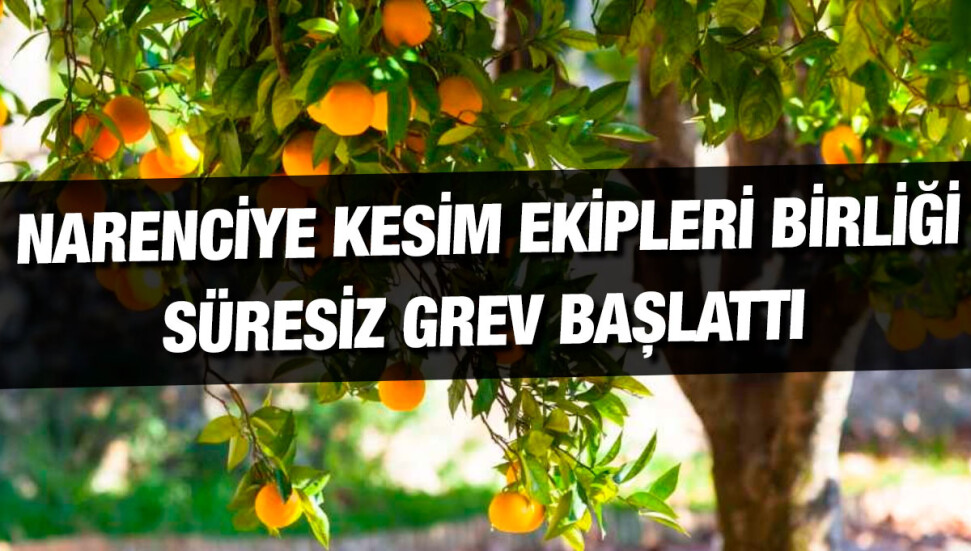 Narenciye Kesim Ekipleri Birliği süresiz greve gittiğini açıkladı