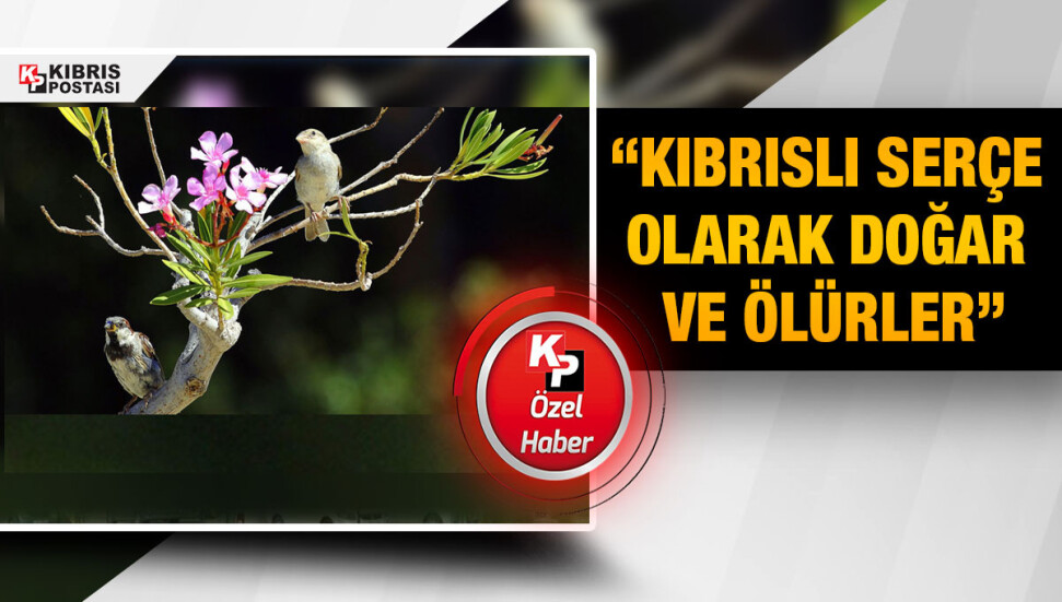 ‘Kıbrıslı Serçeler’ göç etmez