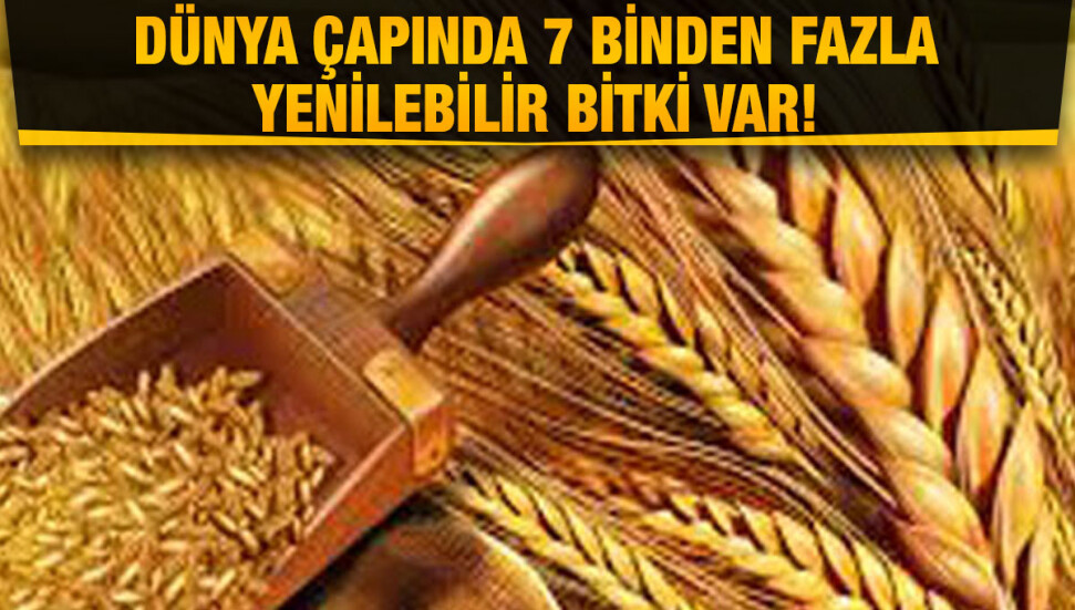 Geleceğin yiyecekleri: 2050 yılına kadar menümüzde yer alacak az bilinen bitkiler neler?