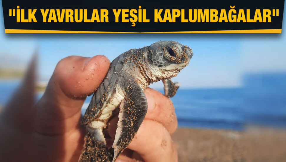 Alagadi sahillinde ilk kaplumbağa yuvası açıldı