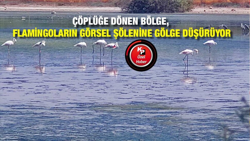 Flamingolar Gülseren Göleti’ne geldi ancak onları izlemek artık imkansız