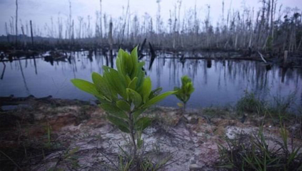 "Son 250 yılda 600'e yakın bitki türünün nesli tükendi"