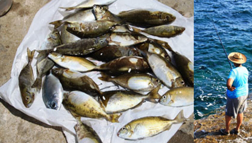 "Sokan balığı" avladılar