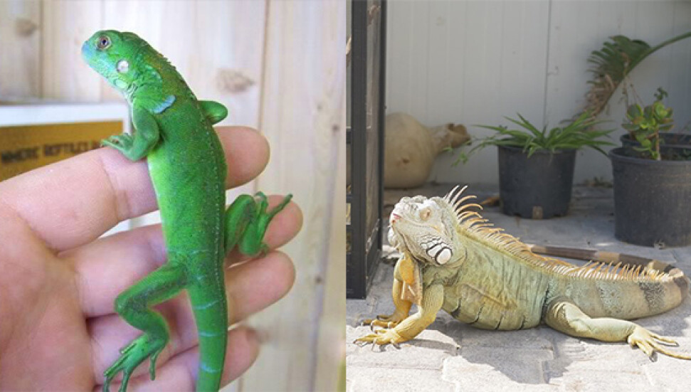 Taşkent Doğa Parkı Sorumlusu: "Pet shoplarda satılan iguanaların KKTC'ye girişi yasak"