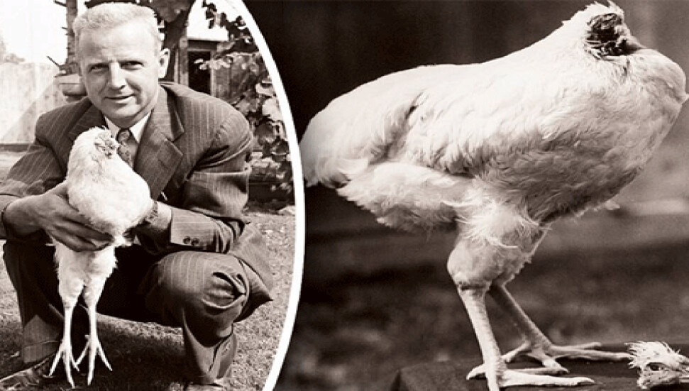 Tarihin en büyük gizemlerinden birisi... Kafasız Tavuk Mike!