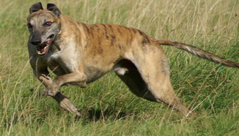 Tazı Müsabakası düzenleniyor