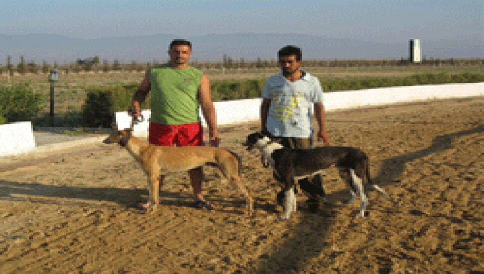 Kuzey Kıbrıs Tazı Yarışları 6. yıl kupası  gerçekleştirildi