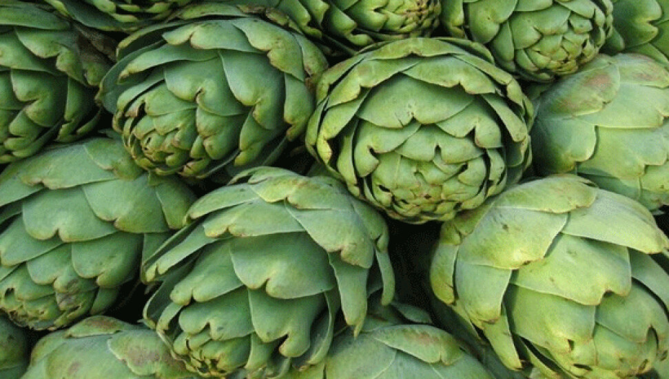 Mormenekşe Kadınlar Birliği, enginar yemekleri ile ilgili kitap hazırladı