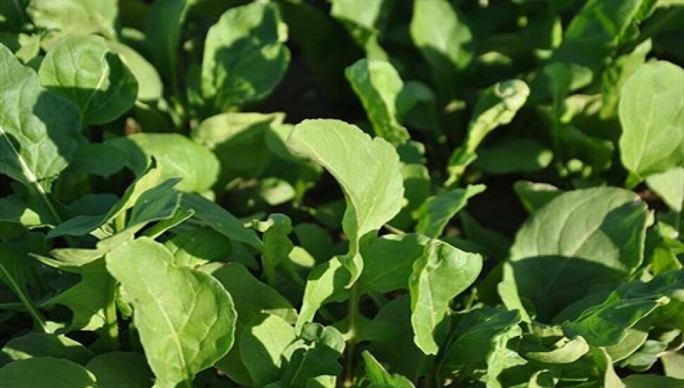 Akciğer kanserine karşı: Tere otu