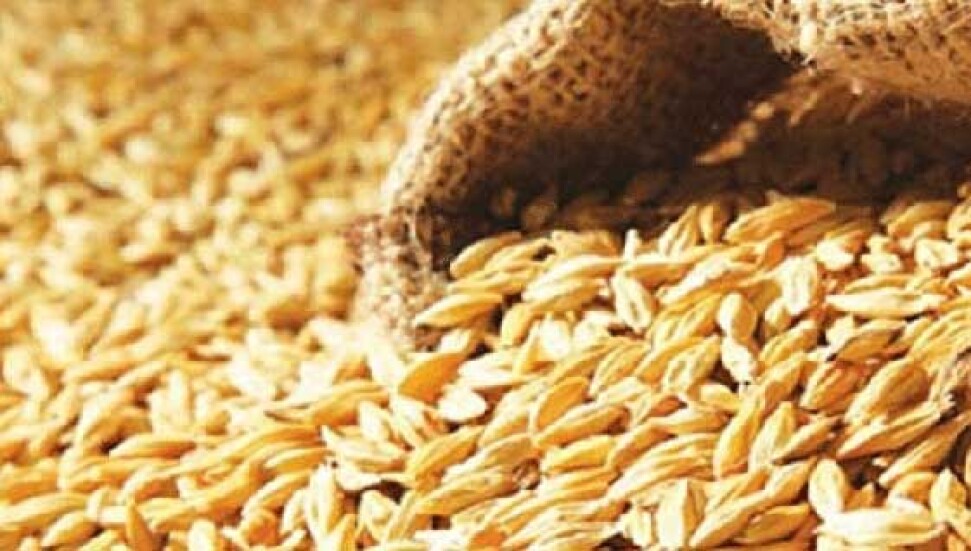 TÜK yarın tohumluk arpayla buğday satışına başlıyor