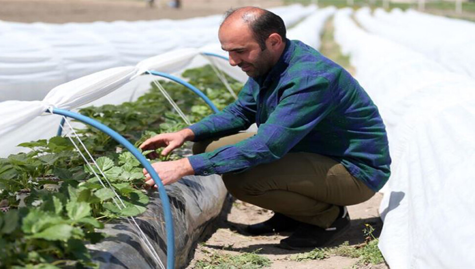 Türkiye’de hobi olarak başladığı çilek üretiminde talebe yetişemeyince profesyonel tarıma geçti
