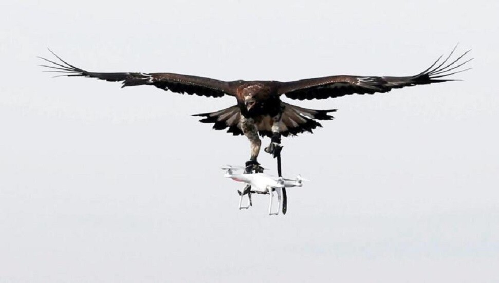 Bilim insanları ölü kuşlarla droneları birleştiriyor