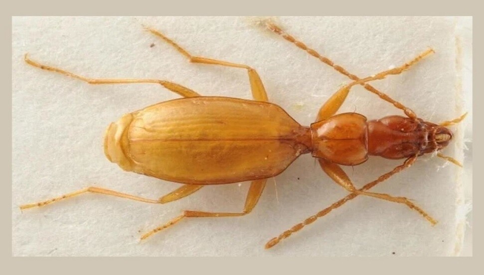 "Hitler böceği" bilim dünyasını karıştırdı
