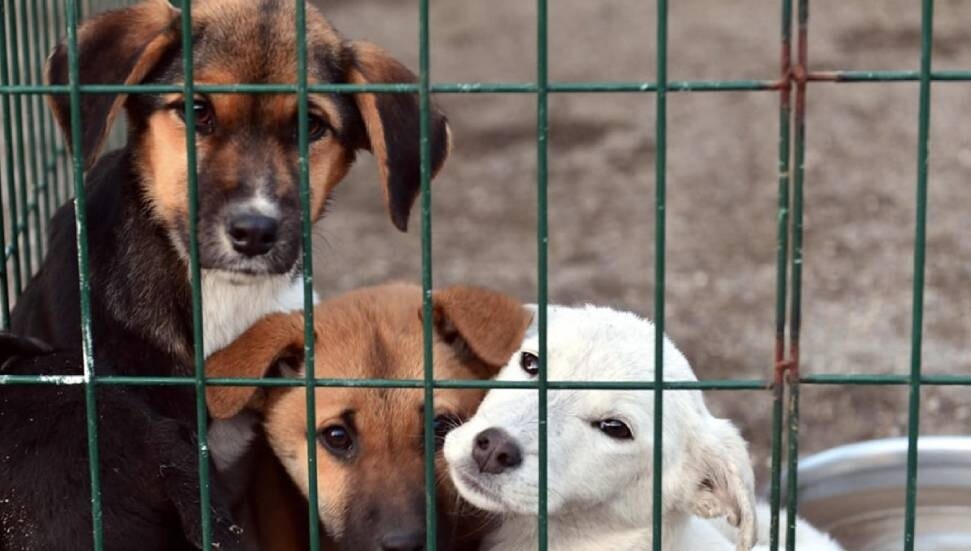 Türkiye'de 1408 belediyeyi kapsayan rapor: Hayvan barınakları alarm veriyor