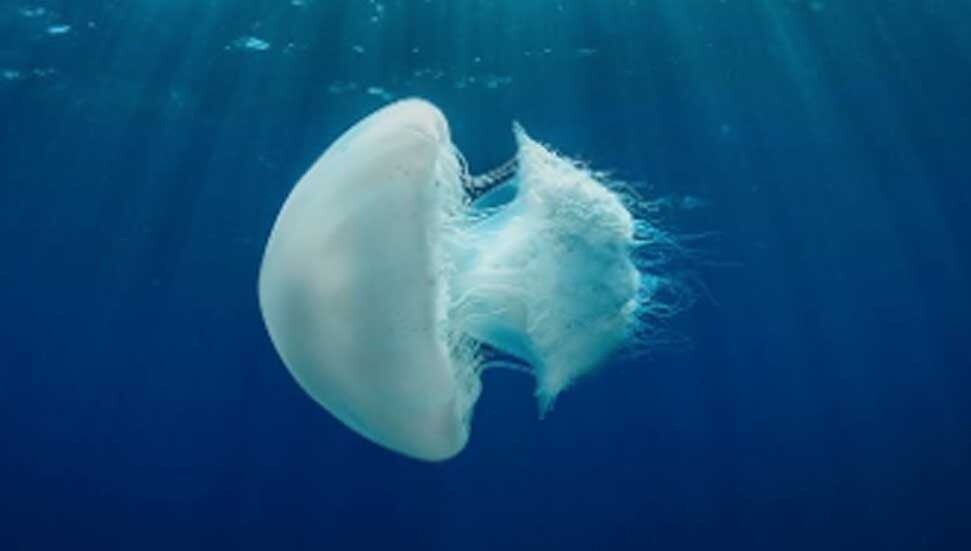 Yardımcı Doç. Dr. Burak Ali Çiçek, denizanalarının sık görülmesinin “dönemsel artış” olduğunu belirtti