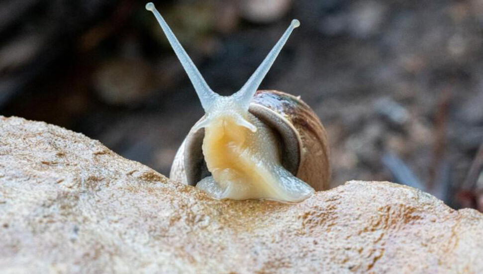 Hong Kong: Salyangozlara tuz döken doktora öğrencisi tutuklandı