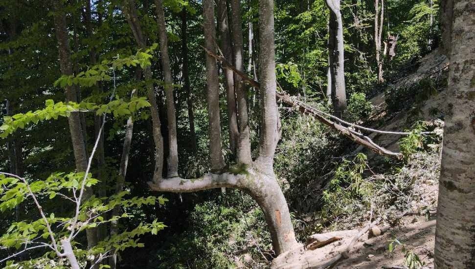 Bir daldan yedi ağaç