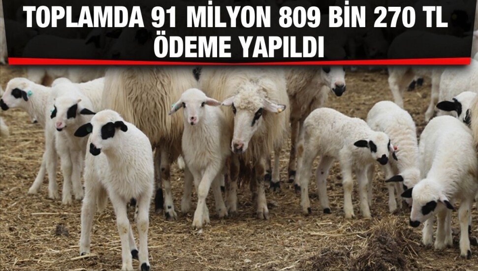 2023 yılı küçükbaş hayvan başı desteklerin ikinci taksit ödemesi yapıldı