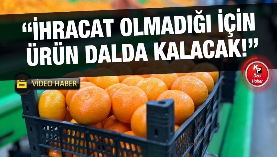 Narenciyede işçi sıkıntısı çözüldü, yeni sıkıntı ihracat!