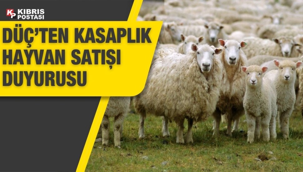 Kasaplık kuzu ve koyunlar canlı ağırlık üzerinden satılacak