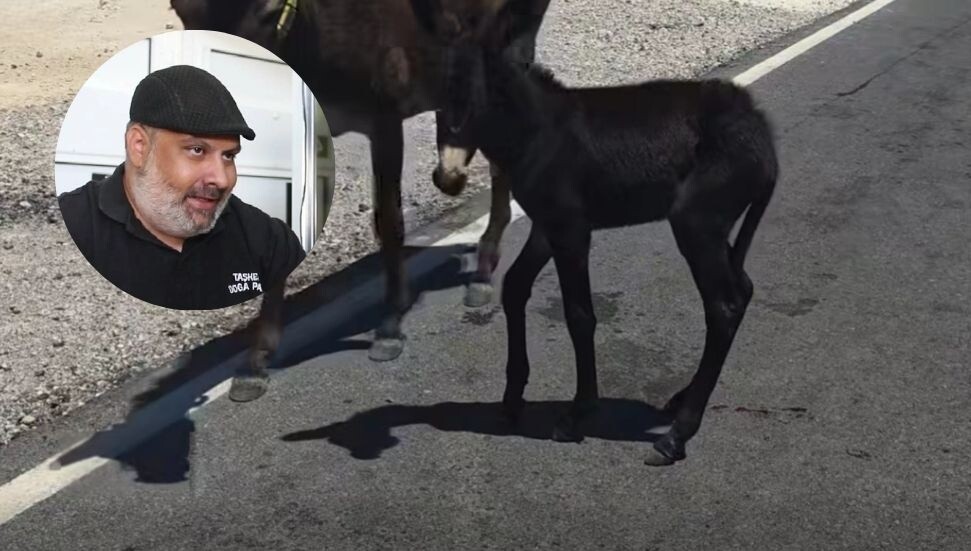 Karpaz’da eşek sıpasına araç çarptı: Bariyerli alan içerisinde güvende yaşamalarını istiyoruz