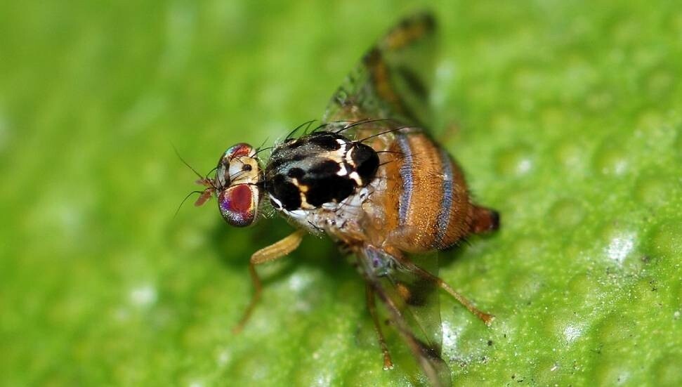 Türkiye'de Akdeniz Meyve Sineği tehlikesi arttı! Üreticiler topyekün mücadele ediyor
