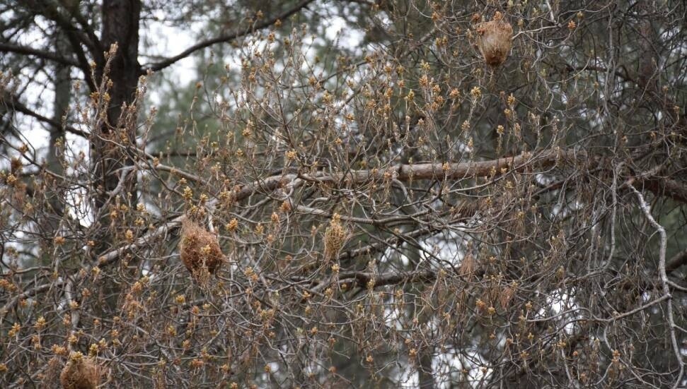 20% of Forested Areas Threatened by Caterpillar Infestation says Tel