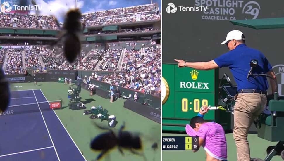 Arı istilası maçı durdurdu: Alcaraz, Zverev karşısında Indian Wells'de zafer kazandı