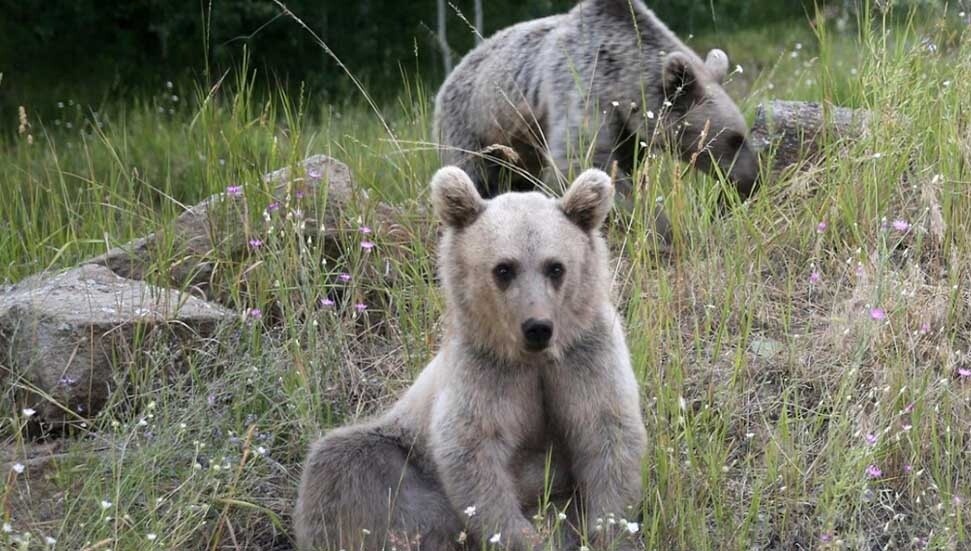 Kış uykusuna yatmayan ayılar kovanlara dadandı
