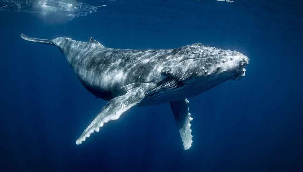Bilim insanları kambur balinaların gizlice insanlarla iletişim kurmaya çalıştığını söylüyor