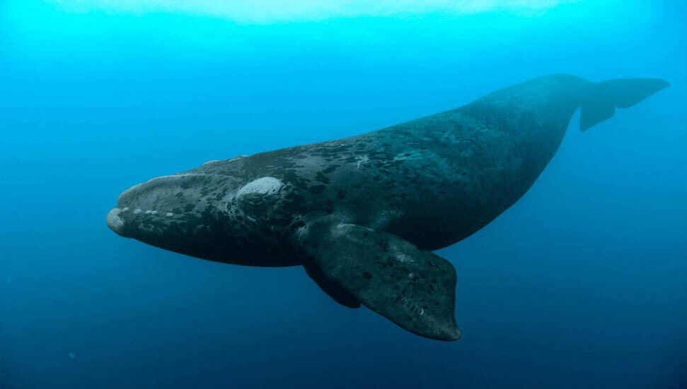 Buzul balinalarının nesli erken tükeniyor