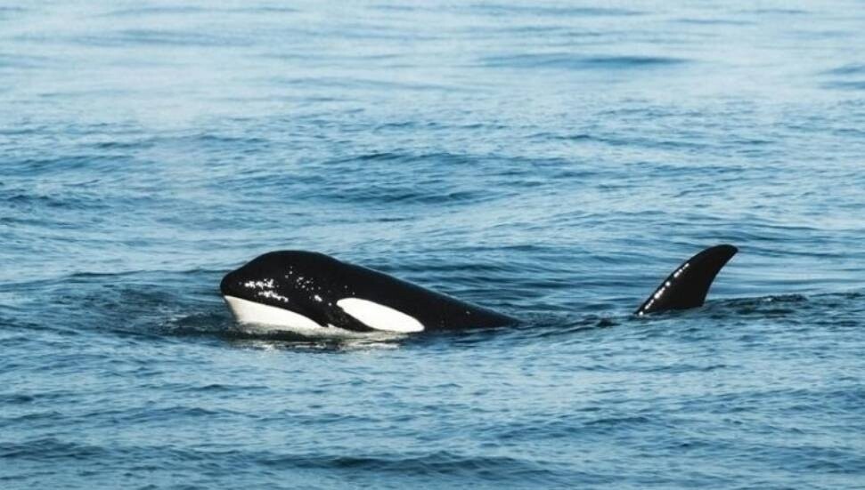 7 yıl sonra yeniden yas tutuyor: Katil balina Tahlequah ölen yavrusunu yanında taşıdı