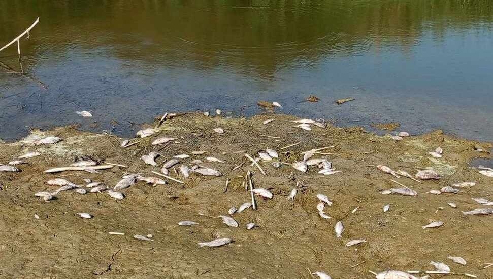 Aydın'da kuraklık binlerce balığı telef etti