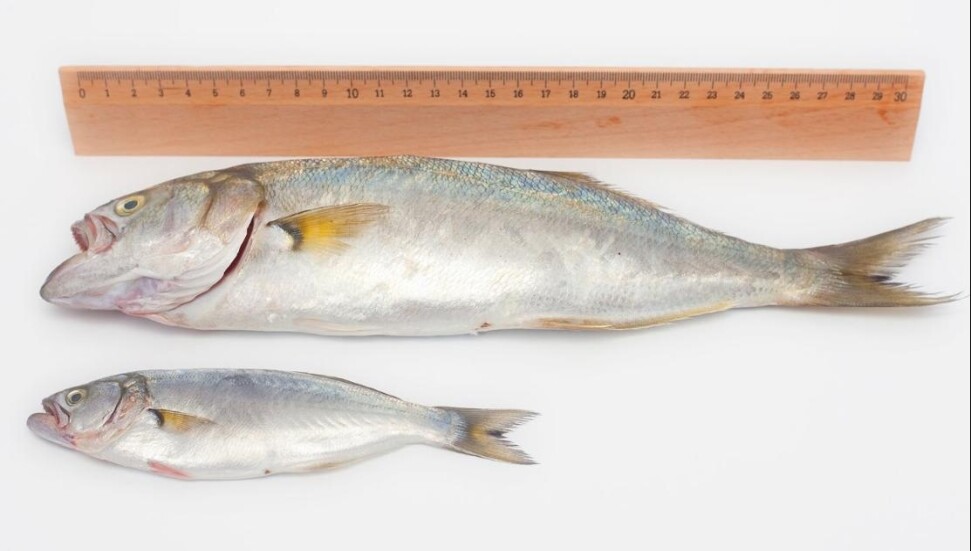 Hayvancılık Dairesi’nden balıkçılara uyarı: Üreme dönemlerine ve balık boylarına dikkat edin