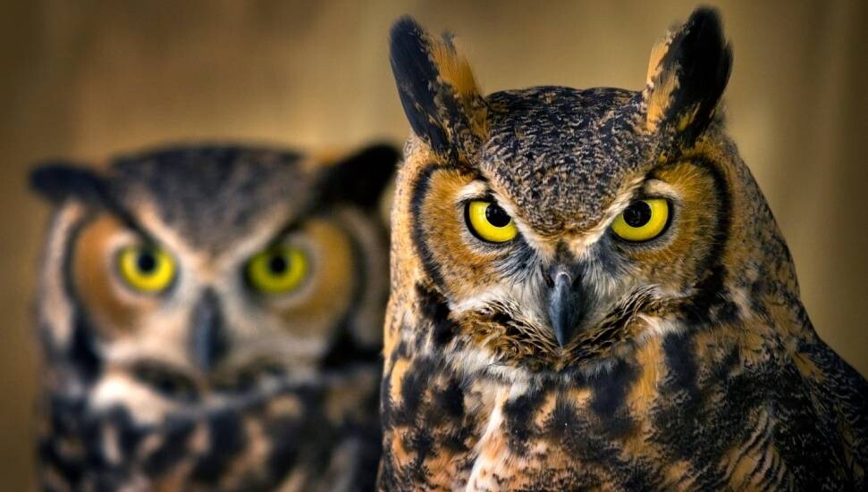 Donald Trump, 450 bin baykuşu öldürmek istedi; kongre karşı çıktı