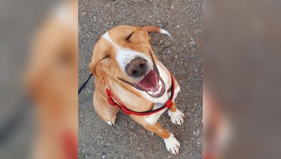 Bayraktar Ortaokulu öğrencilerinden örnek davranış: BOO şimdi çok mutlu