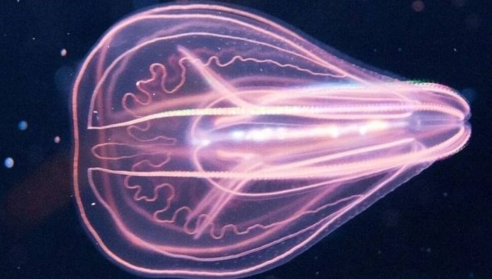 Gençleşebilen yeni bir canlı keşfedildi