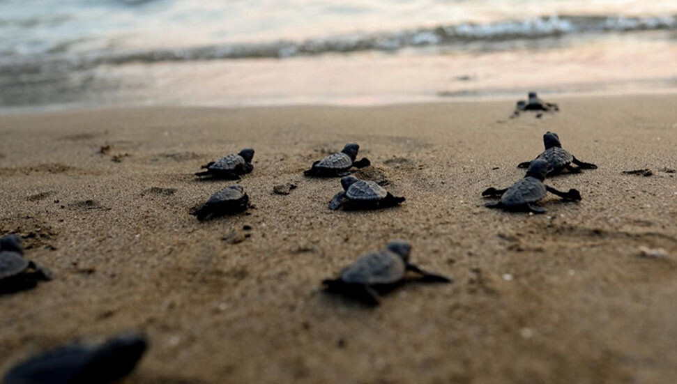 Mersin’de caretta caretta yavruları denizle buluştu
