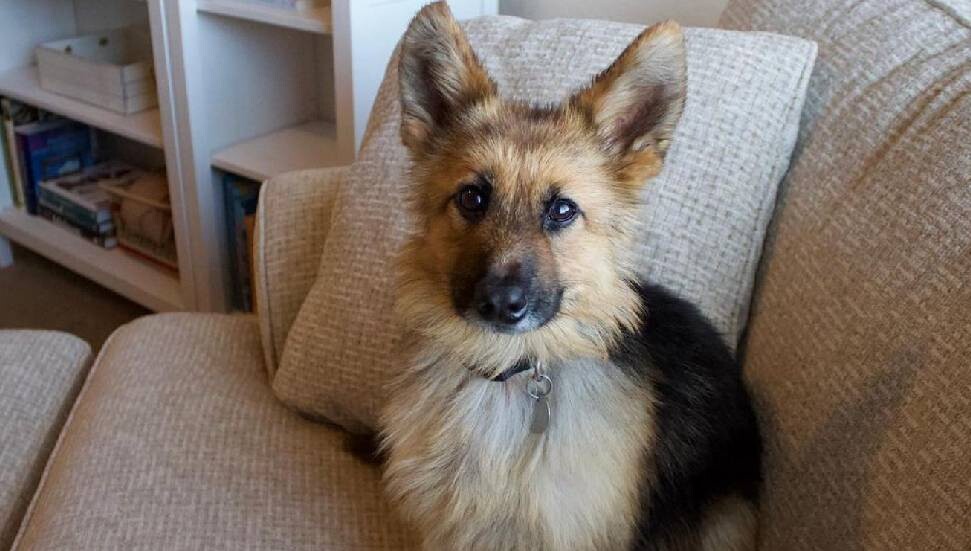 Nadir görülen rahatsızlığa sahip Alman kurdu hiç büyümüyor