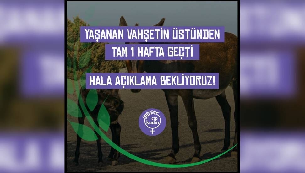 CTP Kadın Örgütü: Olayın üzerinden 1 hafta geçti, eşek katliamının sorumluları halen bulunmadı