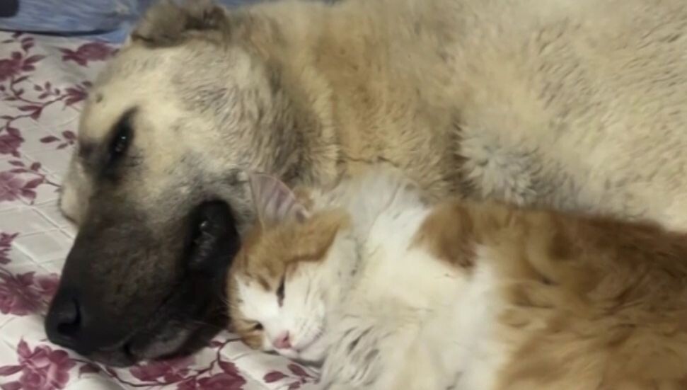 Kedi ile kangal köpeklerinin dostluğu