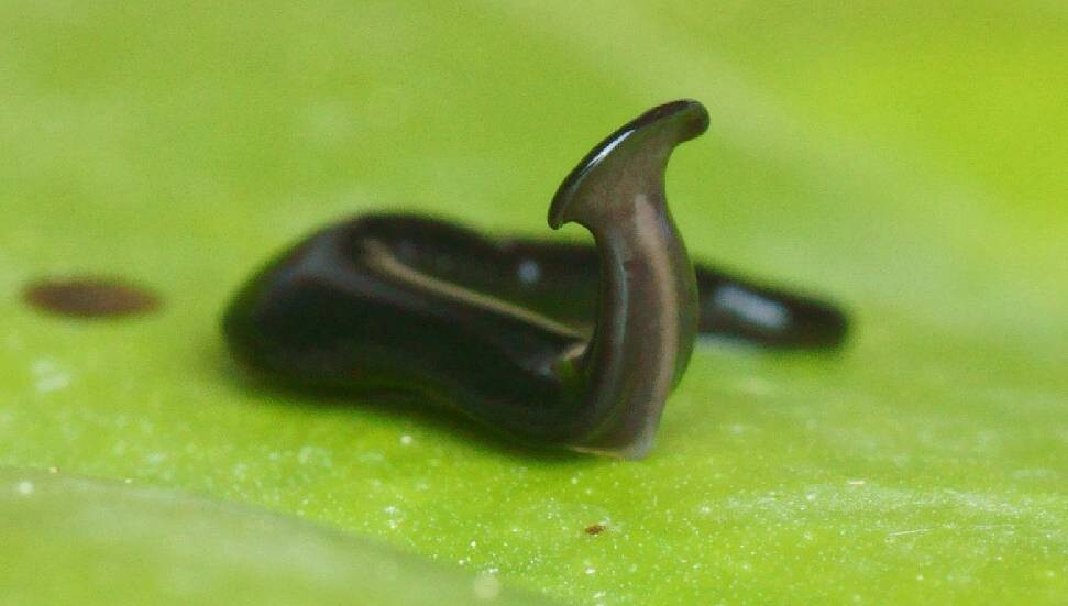 Çekiç kafalı yassı solucana "Kovid" adı verildi