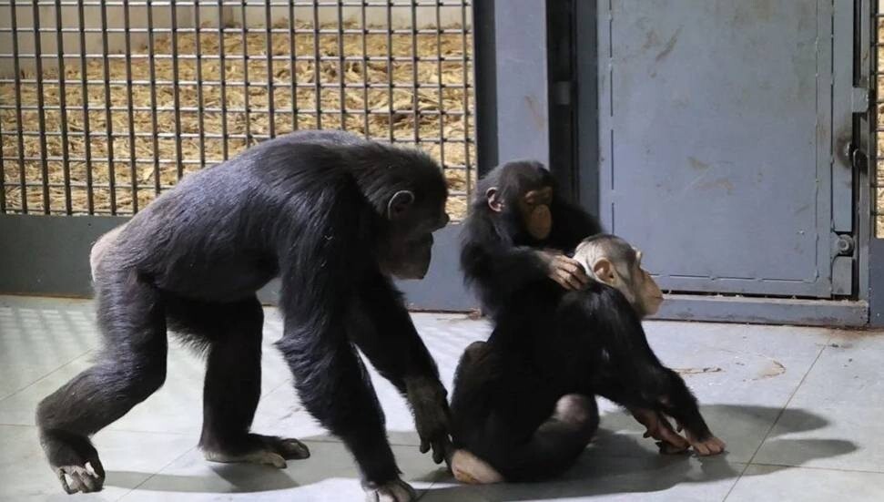 Şempanze Can yeni doğan kardeşi sayesinde annesiyle buluştu