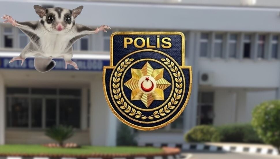 Lapta’da yasaklı egzotik türden 6 Şeker Planörü bulundu: 1 kişi tutuklandı