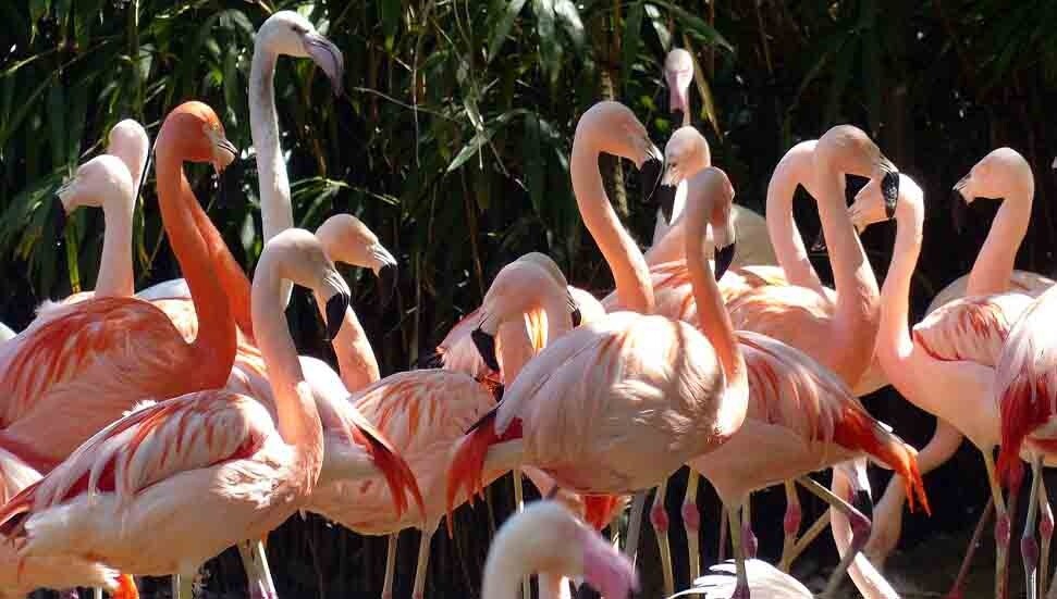 Kıbrıs’ta flamingo sayısı son 12 yılda yüzde 14-31 azaldı