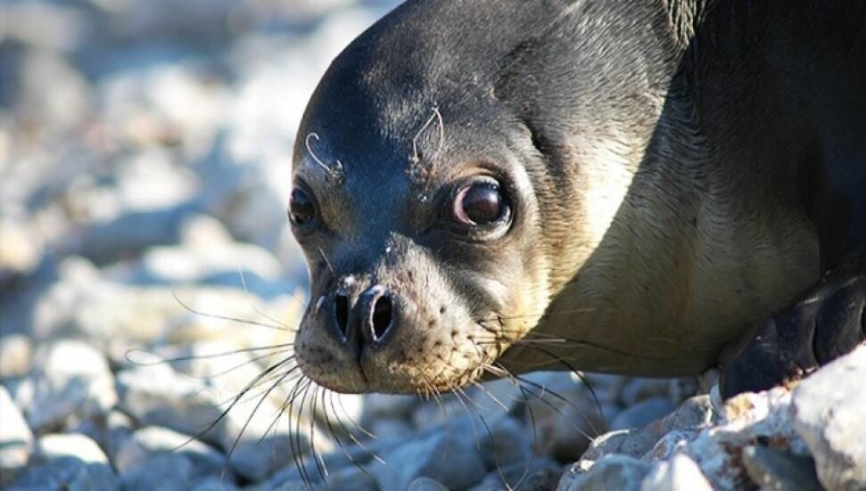 Yeni doğmuş Akdeniz foku düzenlenen operasyonla kurtarıldı