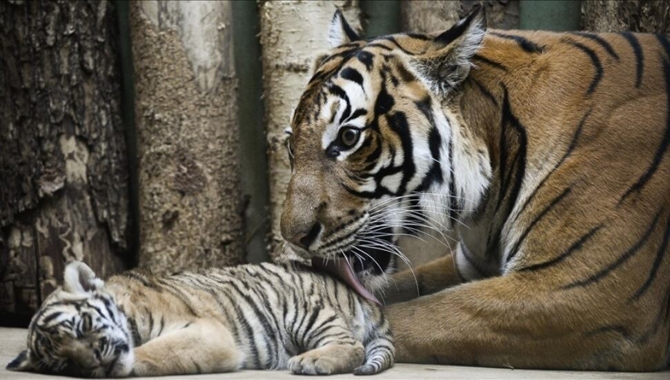 Malezya kaplanlarının nesli habitat kaybı ve yasa dışı avlanma nedeniyle tehlike altında